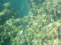 Click for Close Up